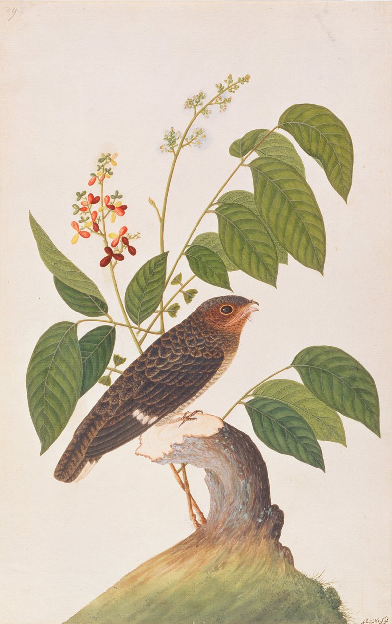 Broadbill obscuro, dos desenhos dos pássaros de Malacca, c.1805-18 (wc no papel) de Chinese School