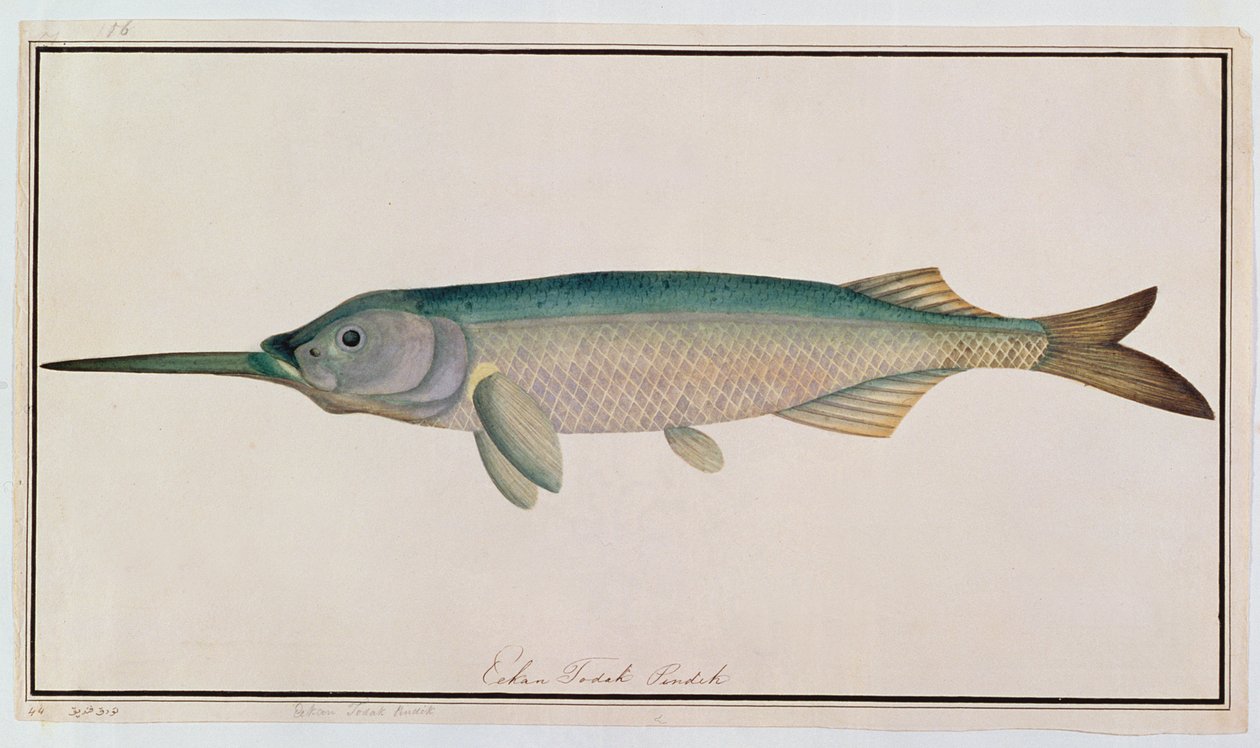 Eekan Todah Pindik, de Desenhos de Peixes de Malaca, c.1805-18 (wc no papel) de Chinese School