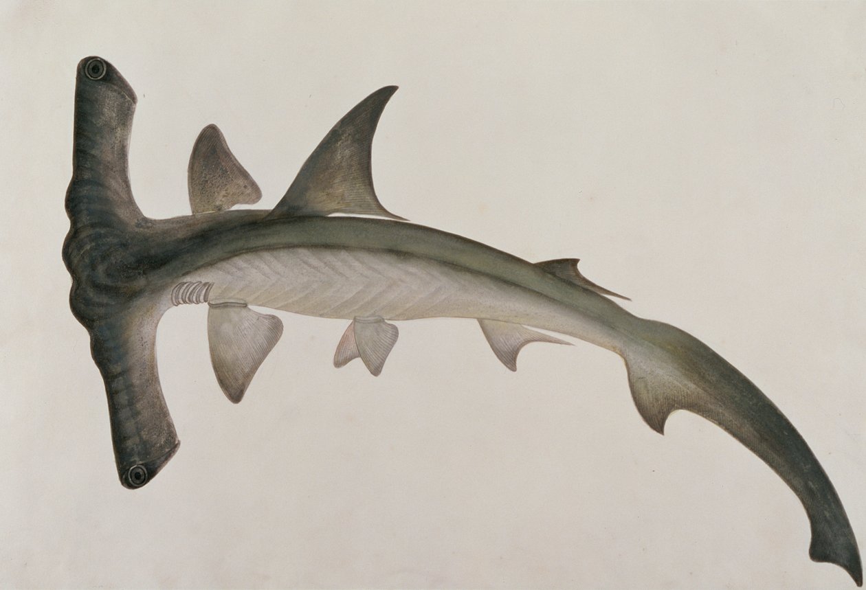 Eeoo Tando, de Desenhos de Peixes de Malaca, c.1805-18 (wc no papel) de Chinese School