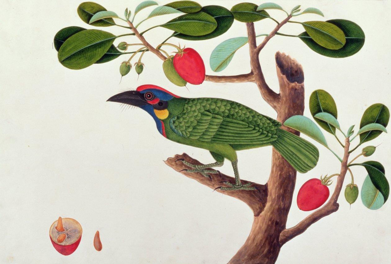 Pássaro exótico, de desenhos de pássaros de Malaca, c.1805-18 (wc no papel) de Chinese School