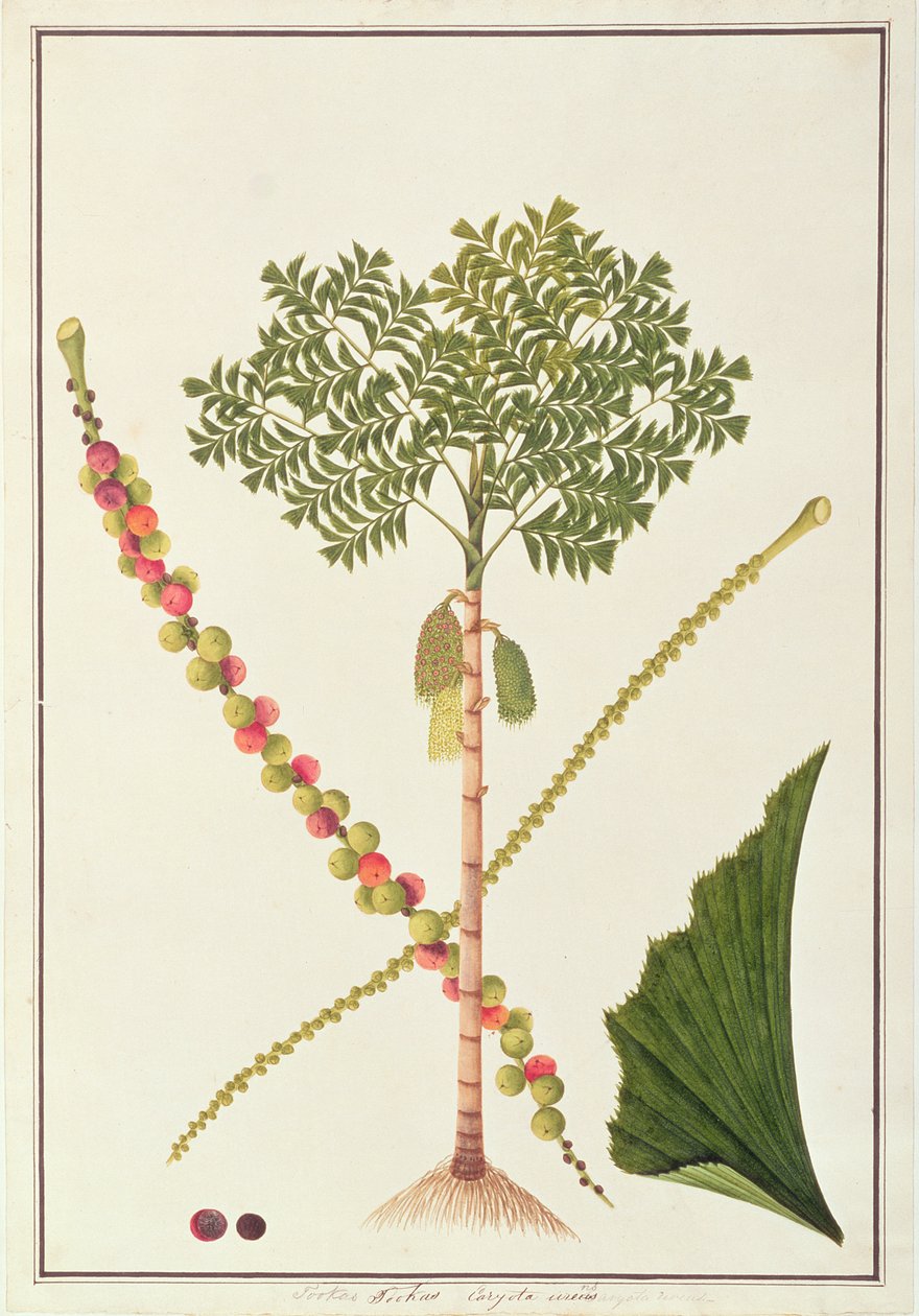 Palmeira rabo de peixe, de desenhos de plantas de Malaca, c.1805-18 (wc no papel) de Chinese School