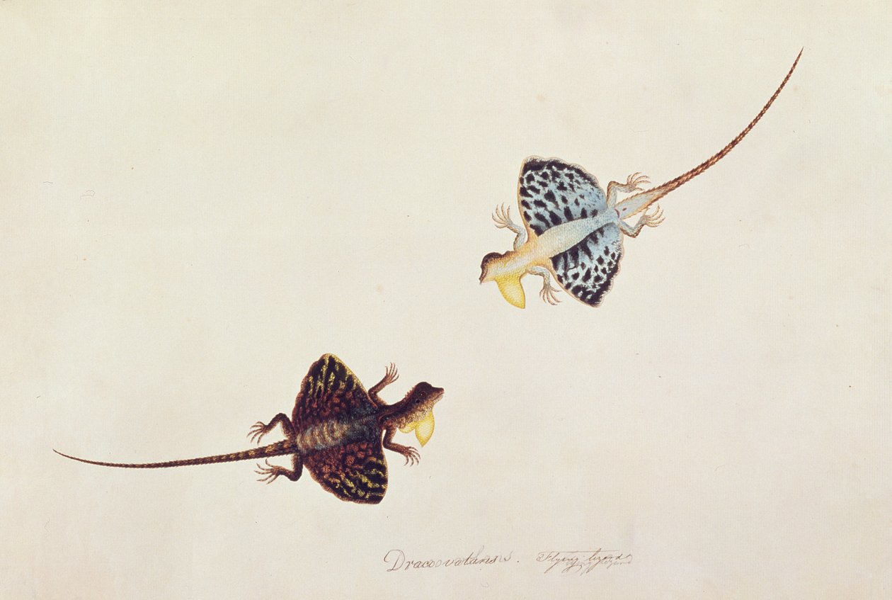 Lagarto Voador, Draco volans, Soompah Soompah, de Desenhos de Animais, Insetos e Répteis de Malaca, c.1805-18 (wc e guache sobre papel) de Chinese School