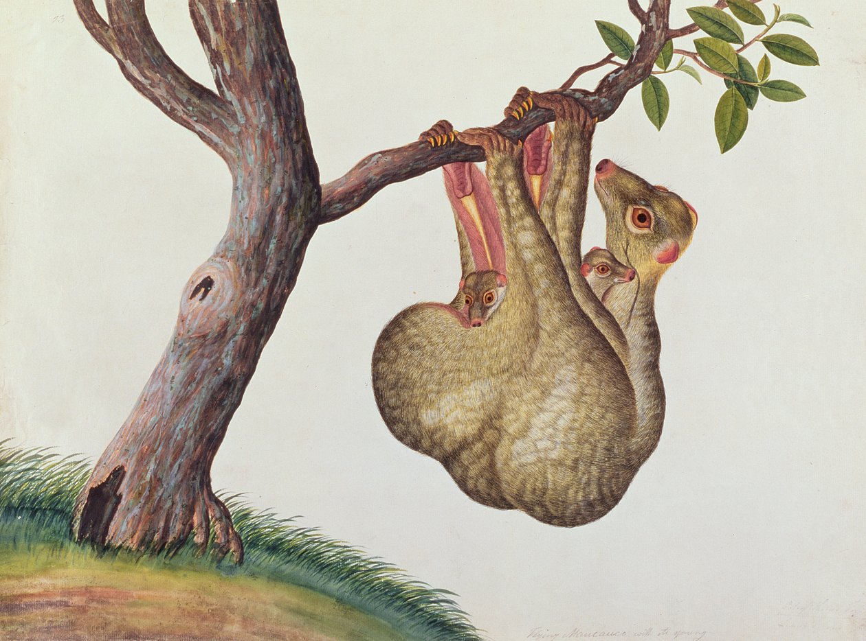 Maucauco voador com seus jovens, de Desenhos de Animas, Insetos e Répteis de Malaca, c.1805-18 (wc e guache sobre papel) de Chinese School