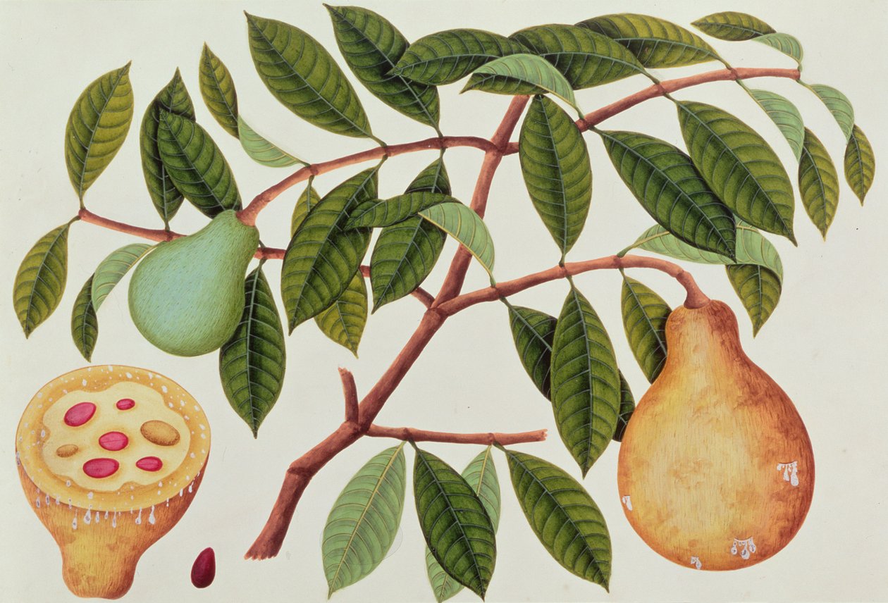 Fruta, de Desenhos de Plantas de Malaca, c.1805-18 (wc no papel) de Chinese School