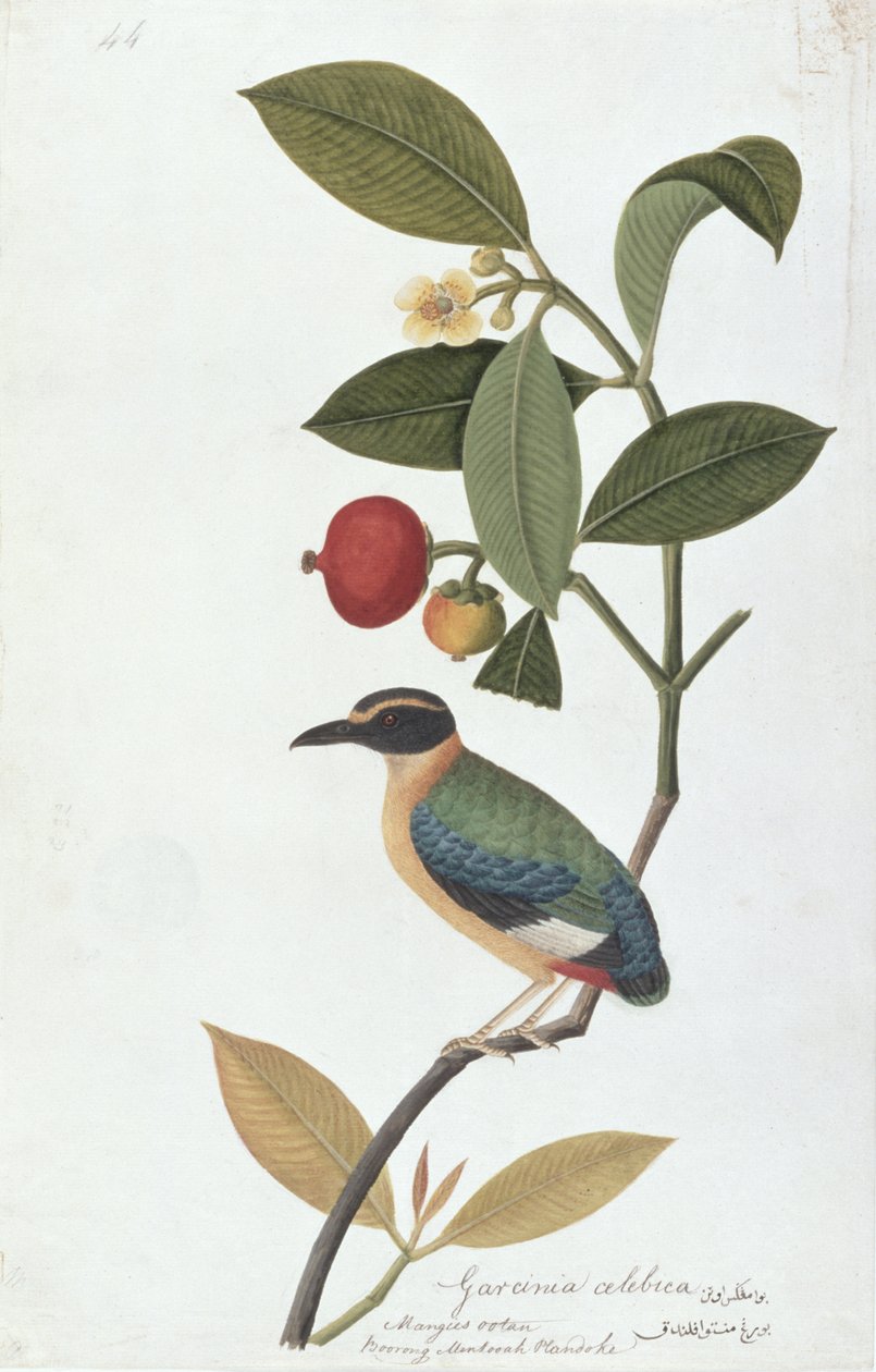 Garcinia celebica, Mangies ootan, Bourong Mentooah Plandoka, de Desenhos de Pássaros de Malaca, c.1805-18 (wc no papel) de Chinese School