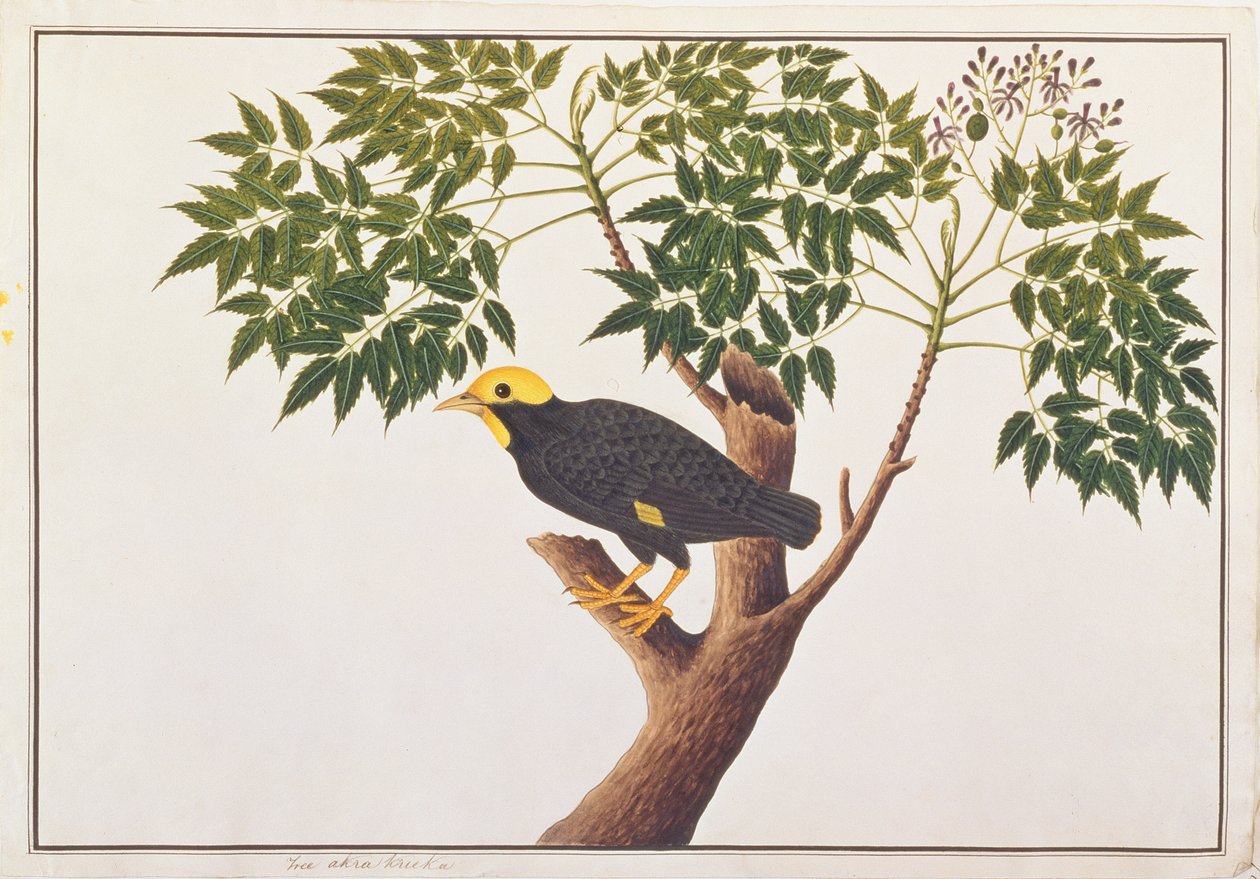 Myna de crista dourada, de Desenhos de Pássaros de Malaca, c.1805-18 (wc no papel) de Chinese School