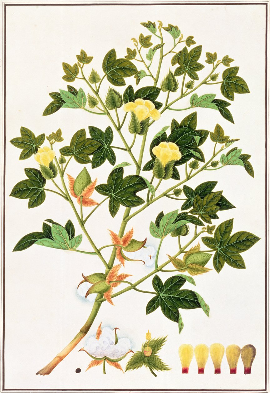 Gopypium Arboreum ou Cotton Plant, c.1805-18 (wc no papel) de Chinese School