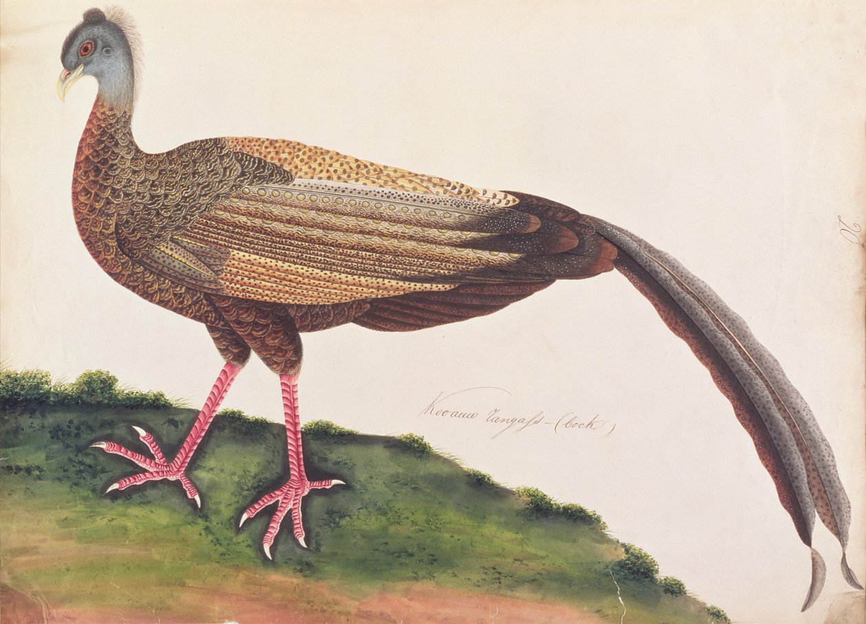 Grande Argus, de Desenhos de Pássaros de Malaca, c.1805-18 (wc no papel) de Chinese School