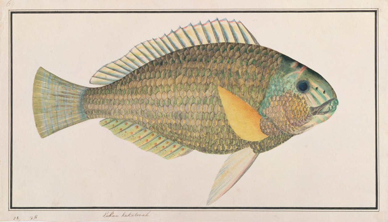 Green Wrasse, de Desenhos de Peixes de Malaca, c.1805-18 (wc no papel) de Chinese School