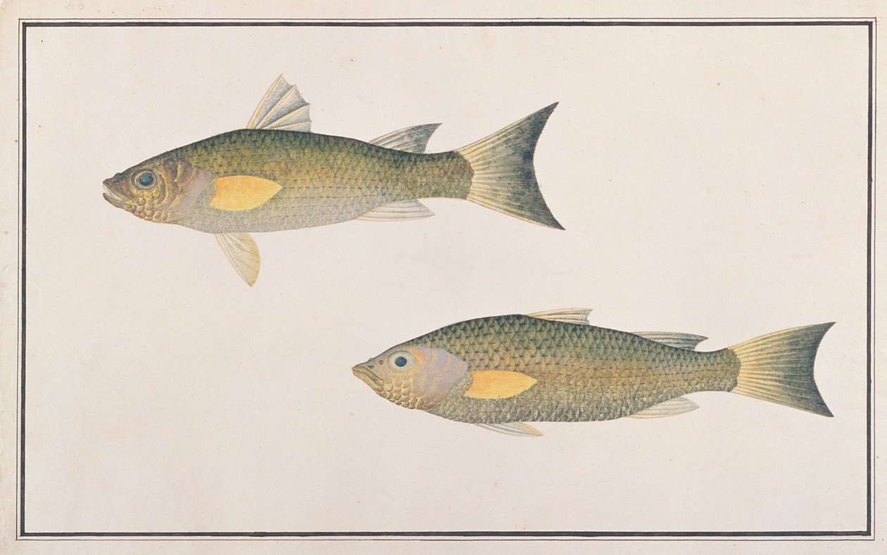 Salmonete cinzento, de desenhos de peixes de Malaca, c.1805-18 (wc no papel) de Chinese School