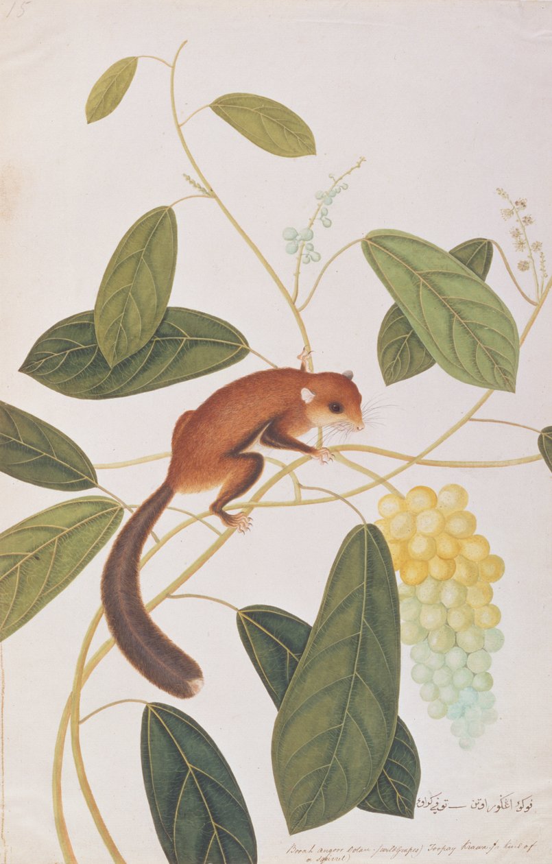 Esquilo voador de bochechas cinzentas, de desenhos de animais, insetos e répteis de Malaca, c.1805-18 (wc e guache sobre papel) de Chinese School