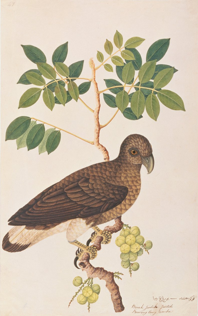 Águia-pescadora-de-cabeça-cinza, de desenhos de aves de Malaca, c.1805-18 (wc no papel) de Chinese School