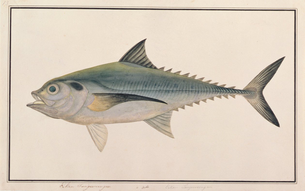 Hardtail Scad, de Desenhos de Peixes de Malaca, c.1805-18 (wc no papel) de Chinese School