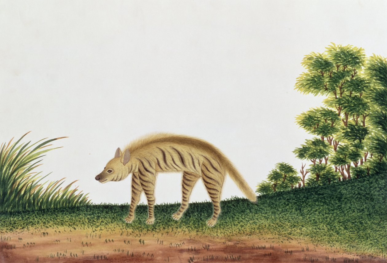 Hiena, de Desenhos de Animais, Insetos e Répteis de Malaca, c.1805-18 (wc e guache sobre papel) de Chinese School