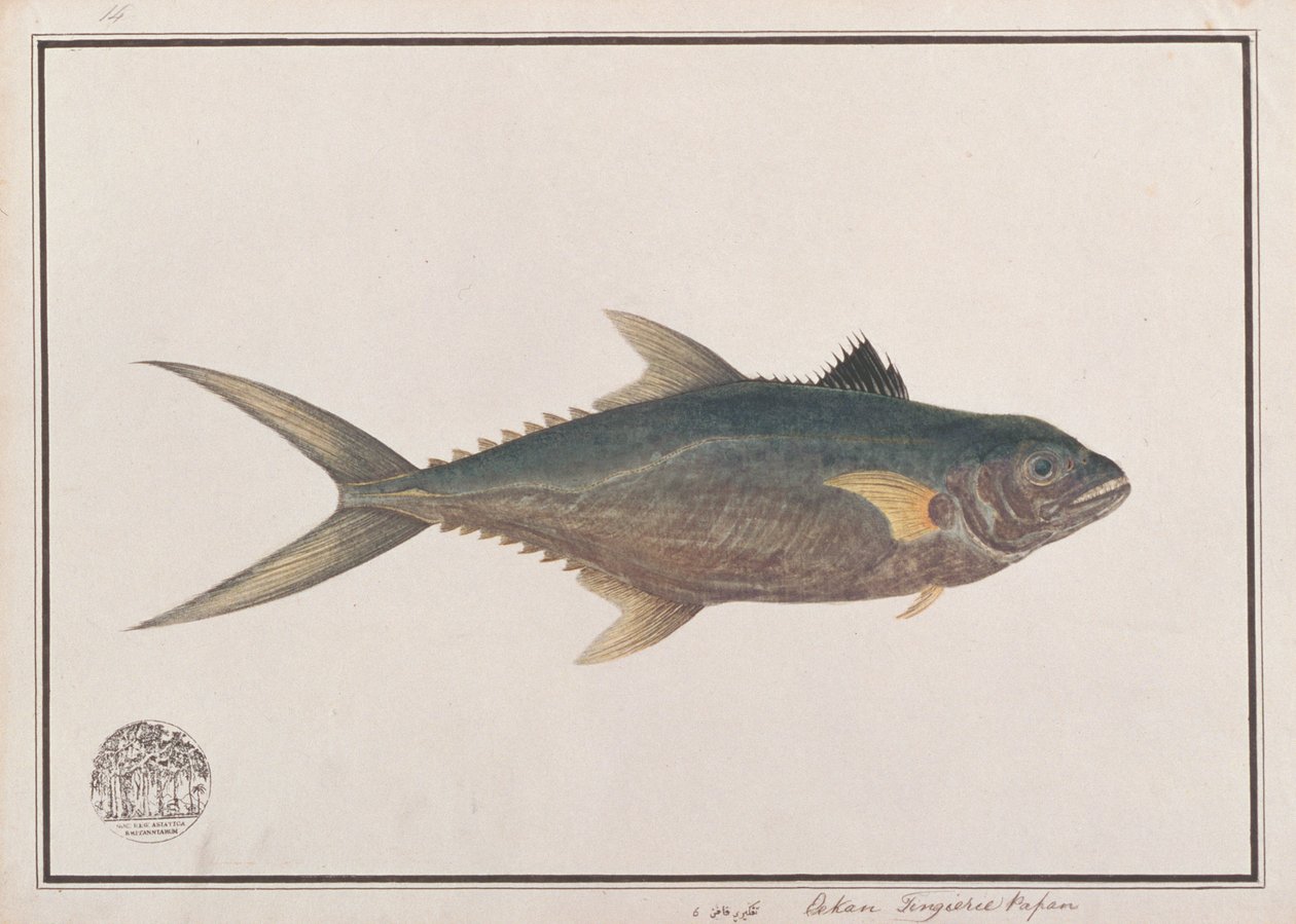 Rei do Indo-Pacífico Sarda, de desenhos de peixes de Malaca, c.1805-18 (wc no papel) de Chinese School