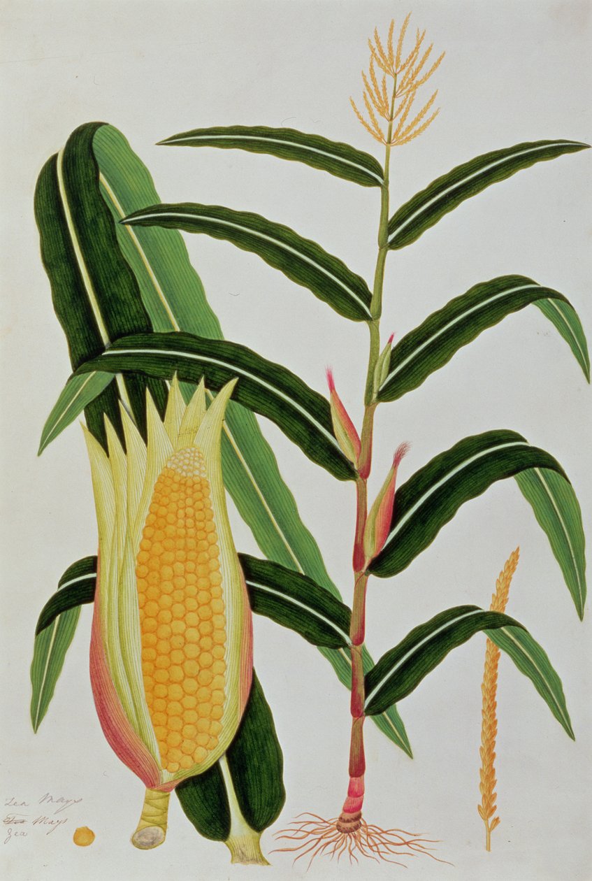 Jagong ou milho indiano, de desenhos de plantas de Malaca, c.1805-18 (wc no papel) de Chinese School