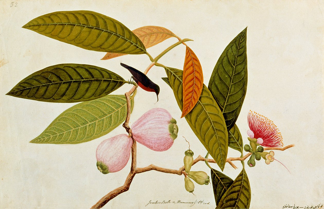 Jamboo, Boll e Humming Bird, de Desenhos de Pássaros de Malaca, c.1805-18 (wc no papel) de Chinese School