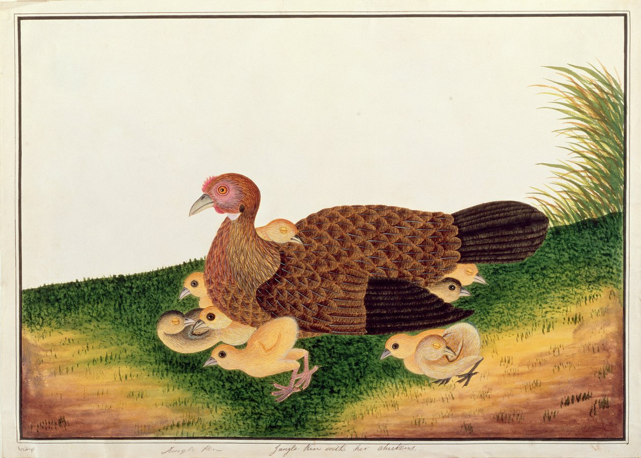 Jangle Hen com suas galinhas, de desenhos de aves de Malaca, c.1805-18 (wc no papel) de Chinese School