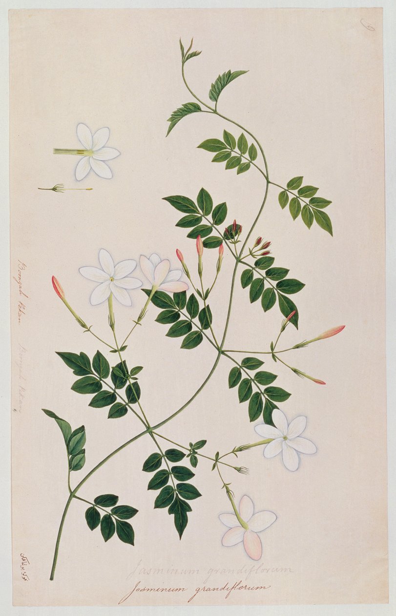 Jasminium grandiflorum, de Desenhos de Plantas de Malaca, c.1805-18 (wc no papel) de Chinese School
