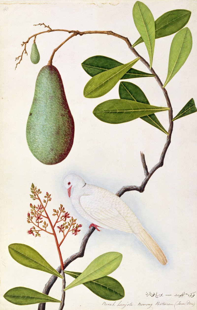Pomba de Java ou Boorah Poutaran, de desenhos de pássaros de Malaca, c.1805-18 (wc no papel) de Chinese School
