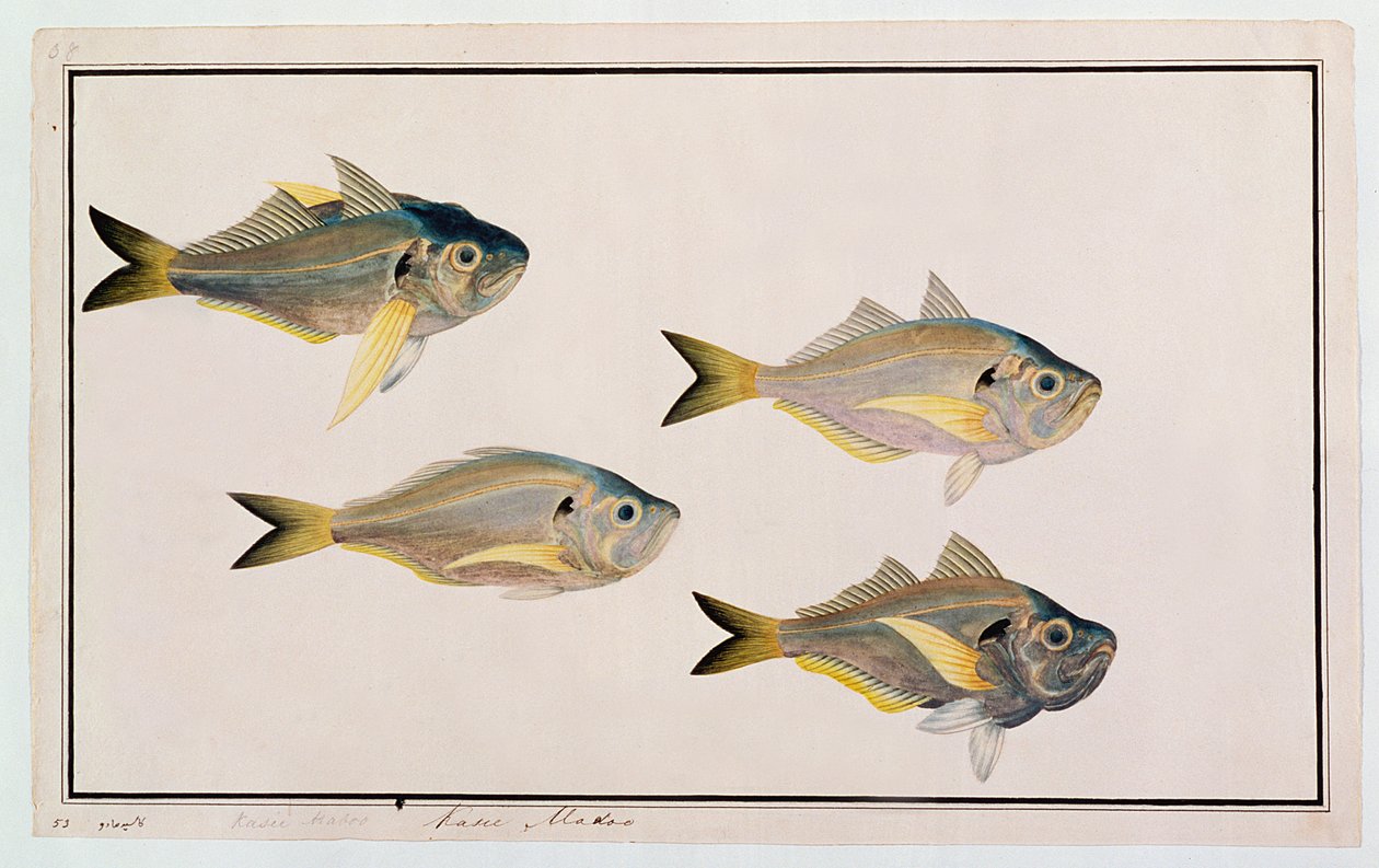 Kasee Madoo, de Desenhos de Peixes de Malaca, c.1805-18 (wc no papel) de Chinese School