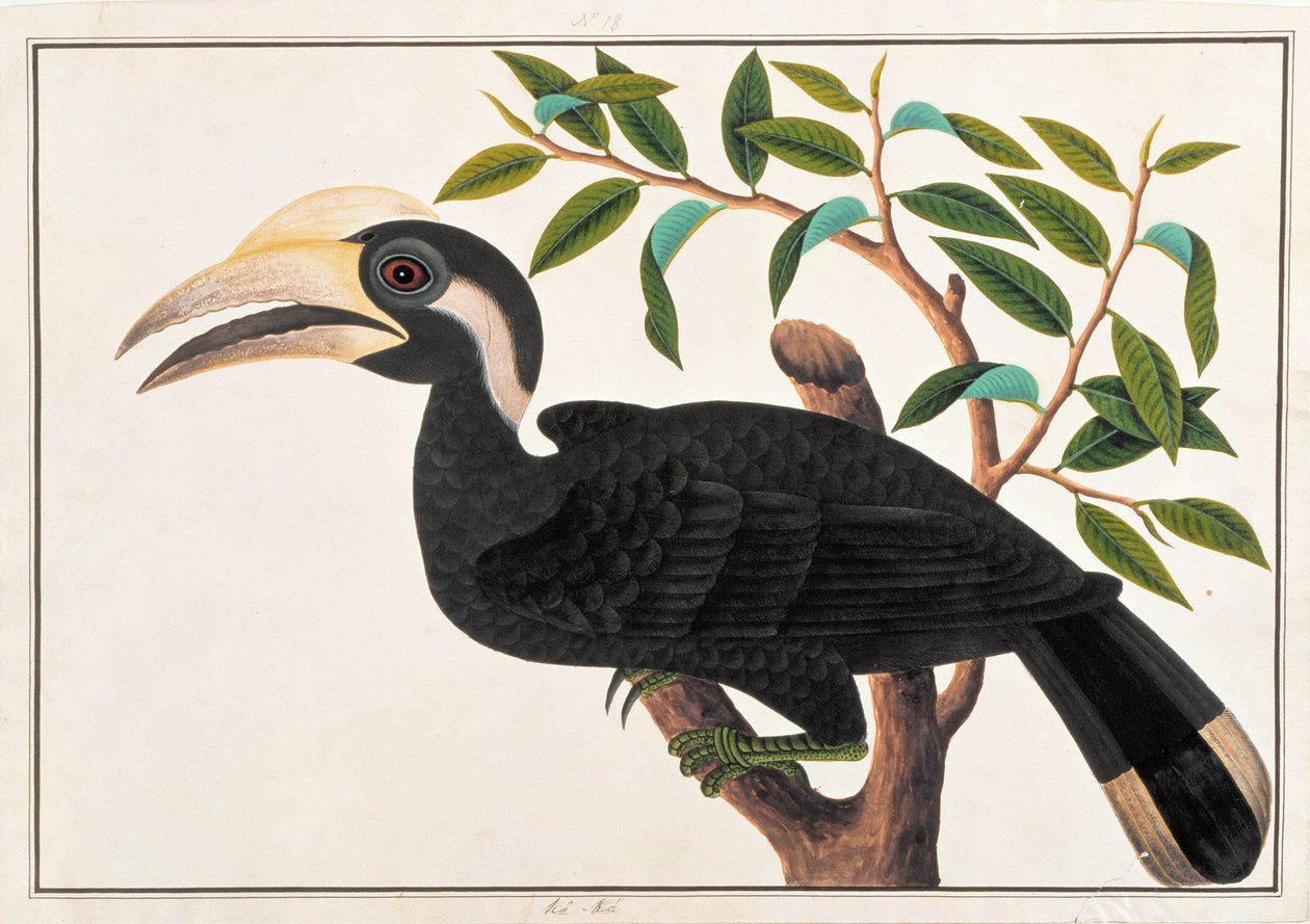 Ke-ke, de Desenhos de Pássaros de Malaca, c.1805-18 (wc no papel) de Chinese School