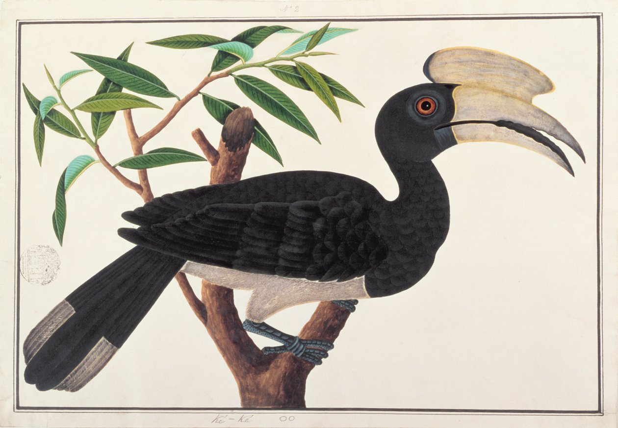 Ke-ke, de Desenhos de Pássaros de Malaca, c.1805-18 (wc no papel) de Chinese School