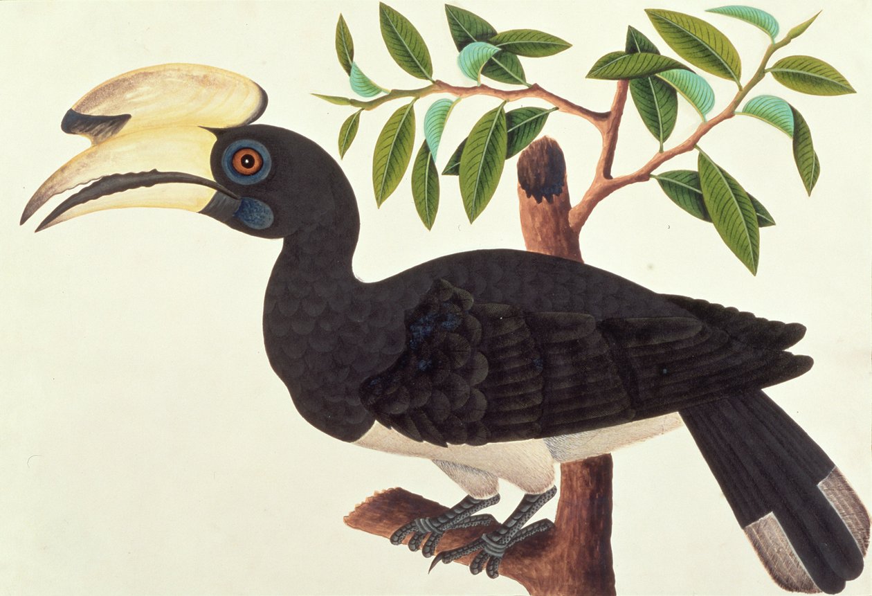 Ke-ke, de Desenhos de Pássaros de Malaca, c.1805-18 (wc no papel) de Chinese School