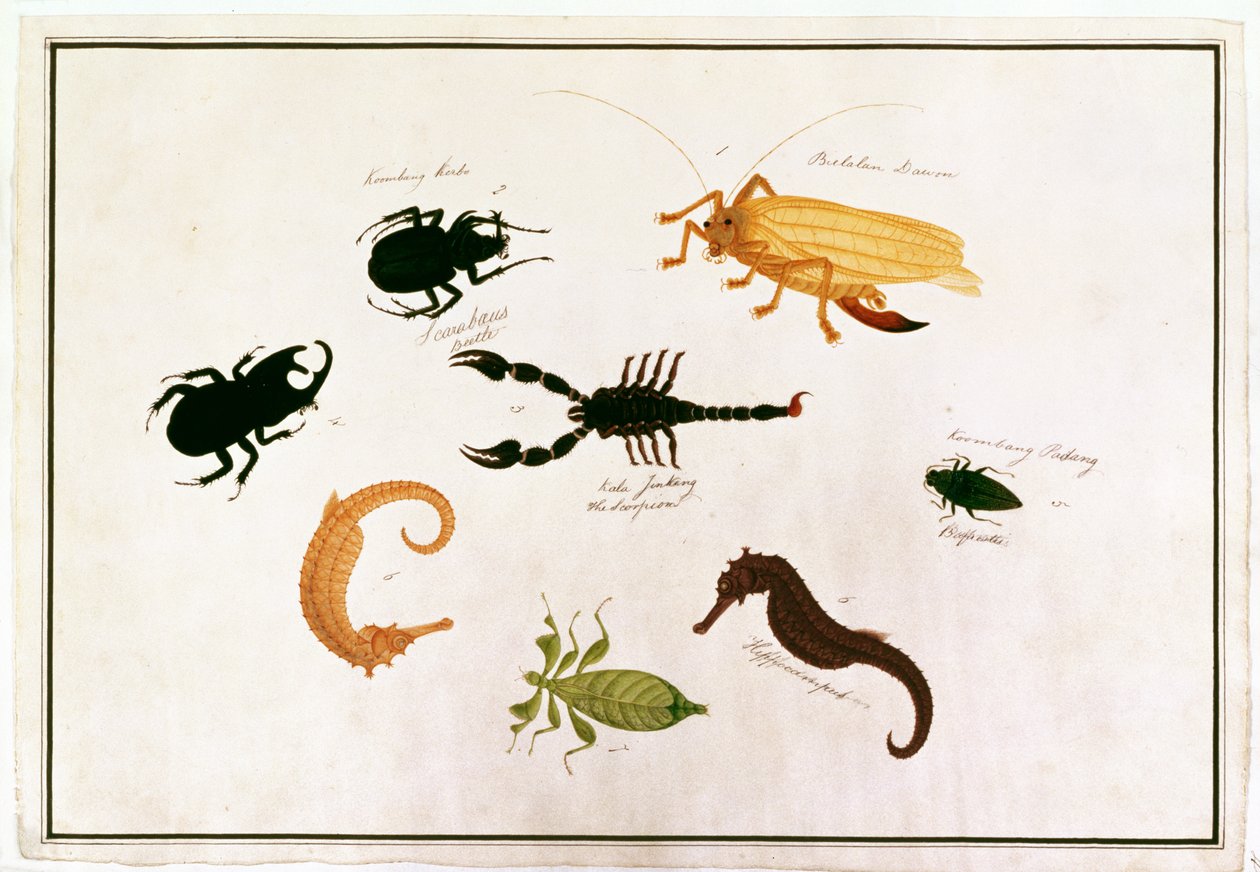 Koombang Kerbo, Bielalan Dawon, Kala Jinking, Koombang Padang, Hipocampo, Desenhos de Animais, Insetos e Répteis de Malaca, c.1805-18 (wc e guache sobre papel) de Chinese School
