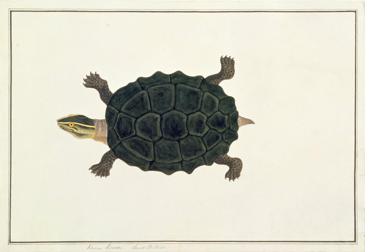 Terra Tartaruga, Koora Koora, de Desenhos de Animais, Insetos e Répteis de Malaca, c.1805-18 (wc e guache sobre papel) de Chinese School