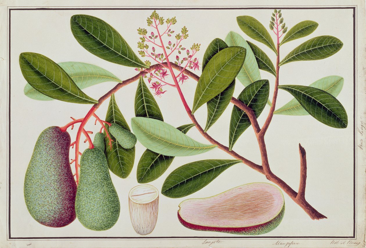 Langote ou Mangifera, de desenhos de plantas de Malaca, século XIX (wc no papel) de Chinese School