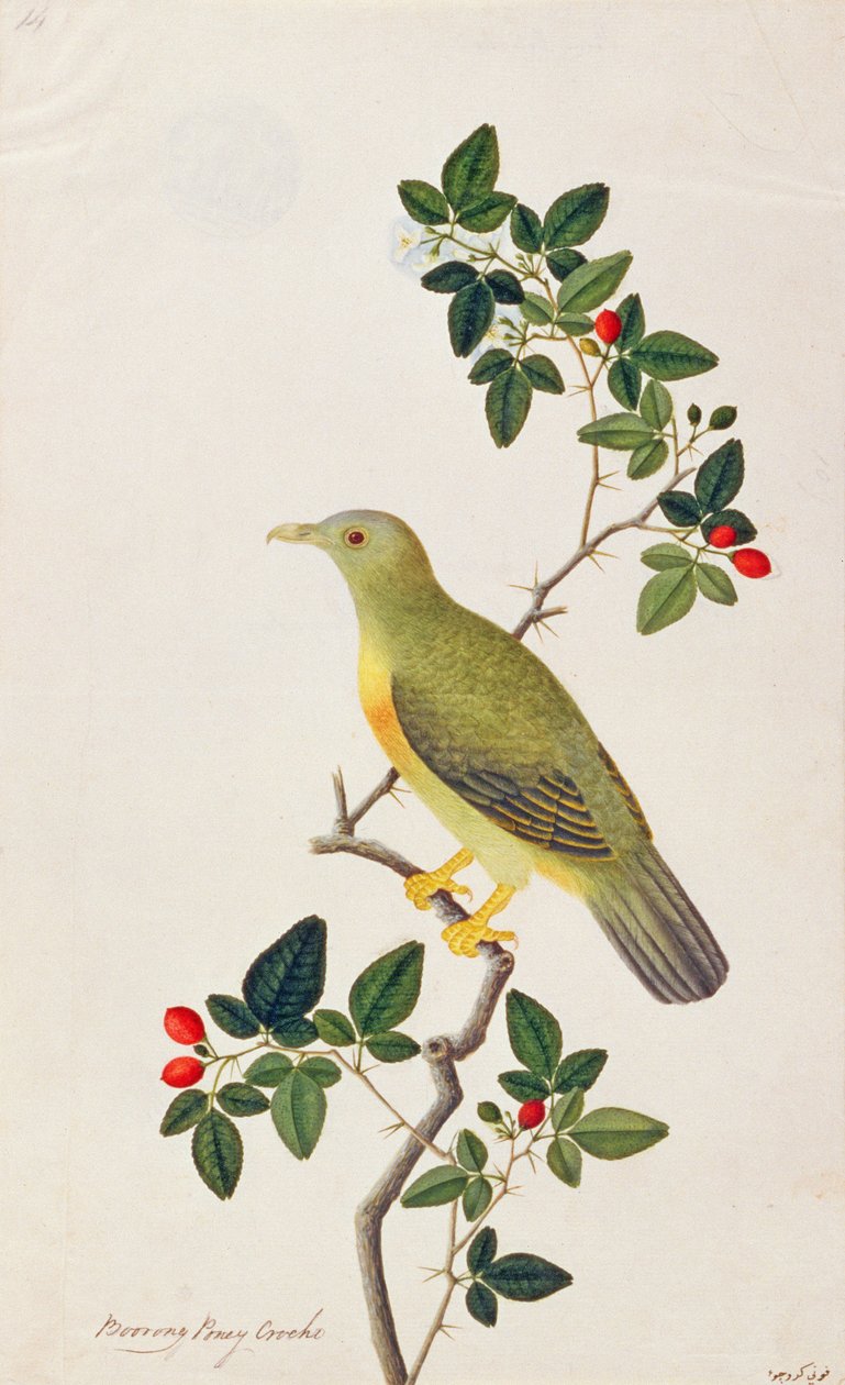 Grande Pombo Verde, de Desenhos de Pássaros de Malaca, c.1805-18 (wc no papel) de Chinese School