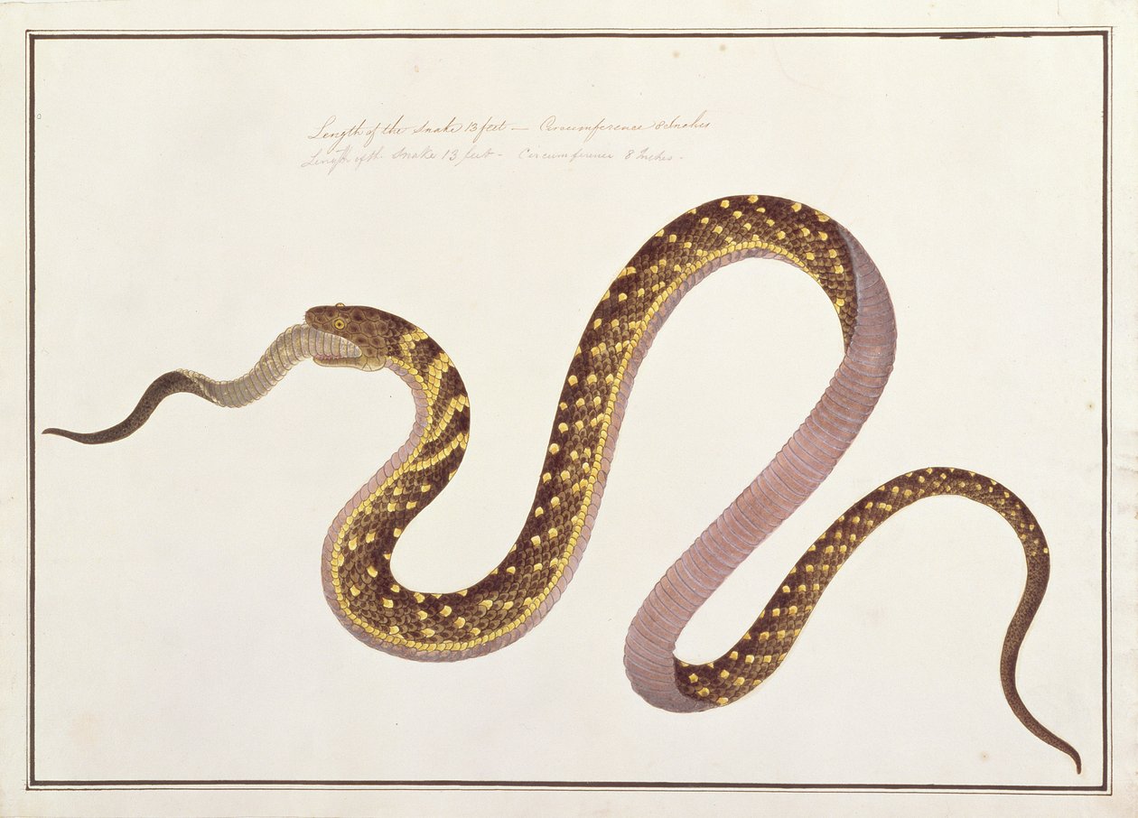 Cobra grande comendo outra, de Desenhos de Animais, Insetos e Répteis de Malaca, c.1805-18 (wc e guache sobre papel) de Chinese School