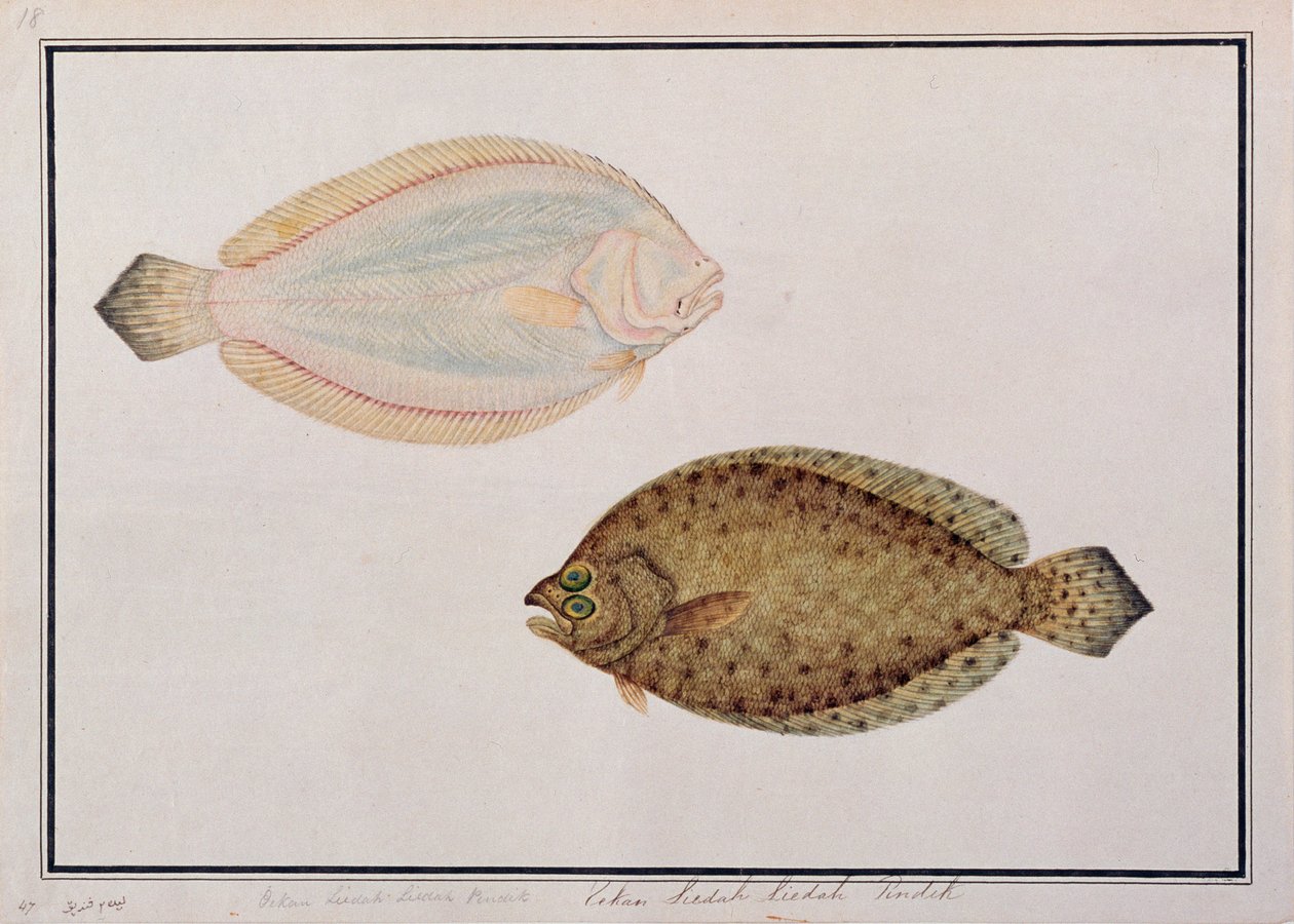 Solha-de-dentes-grandes, a partir de desenhos de peixes de Malaca, c.1805-18 (wc no papel) de Chinese School