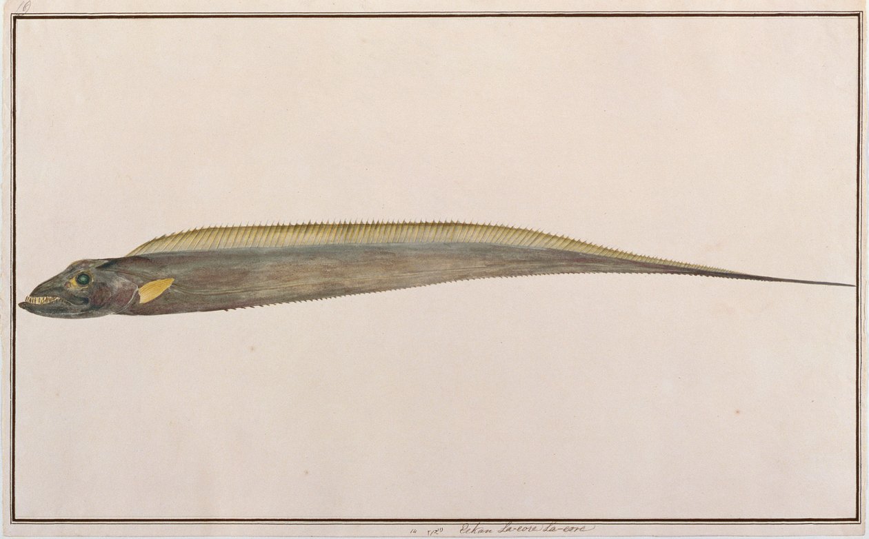 Rabo de cabelo grande, de desenhos de peixes de Malaca, c.1805-18 (wc no papel) de Chinese School