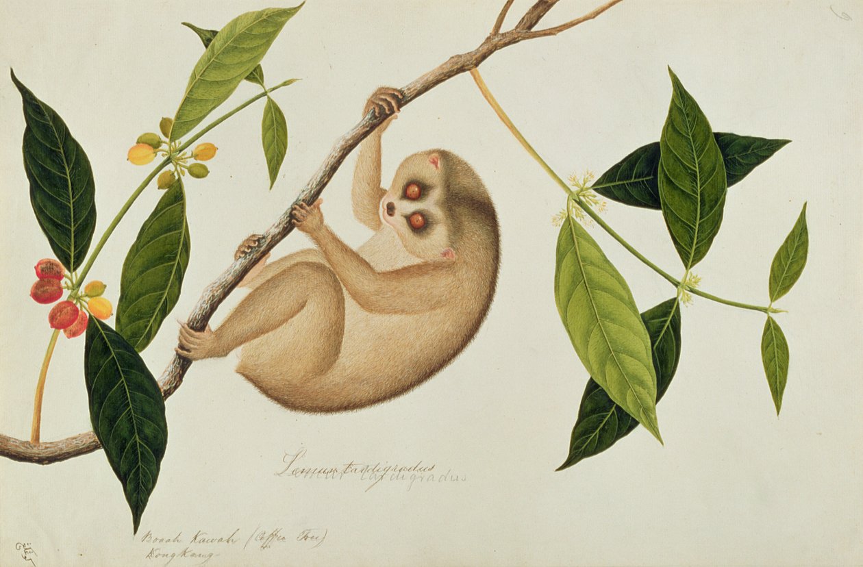 Lemur tardigradus, Booah Kawah (cafeeiro) Kong Kang, de Desenhos de Animais, Insetos e Répteis de Malaca, c.1805-18 (wc e guache sobre papel) de Chinese School