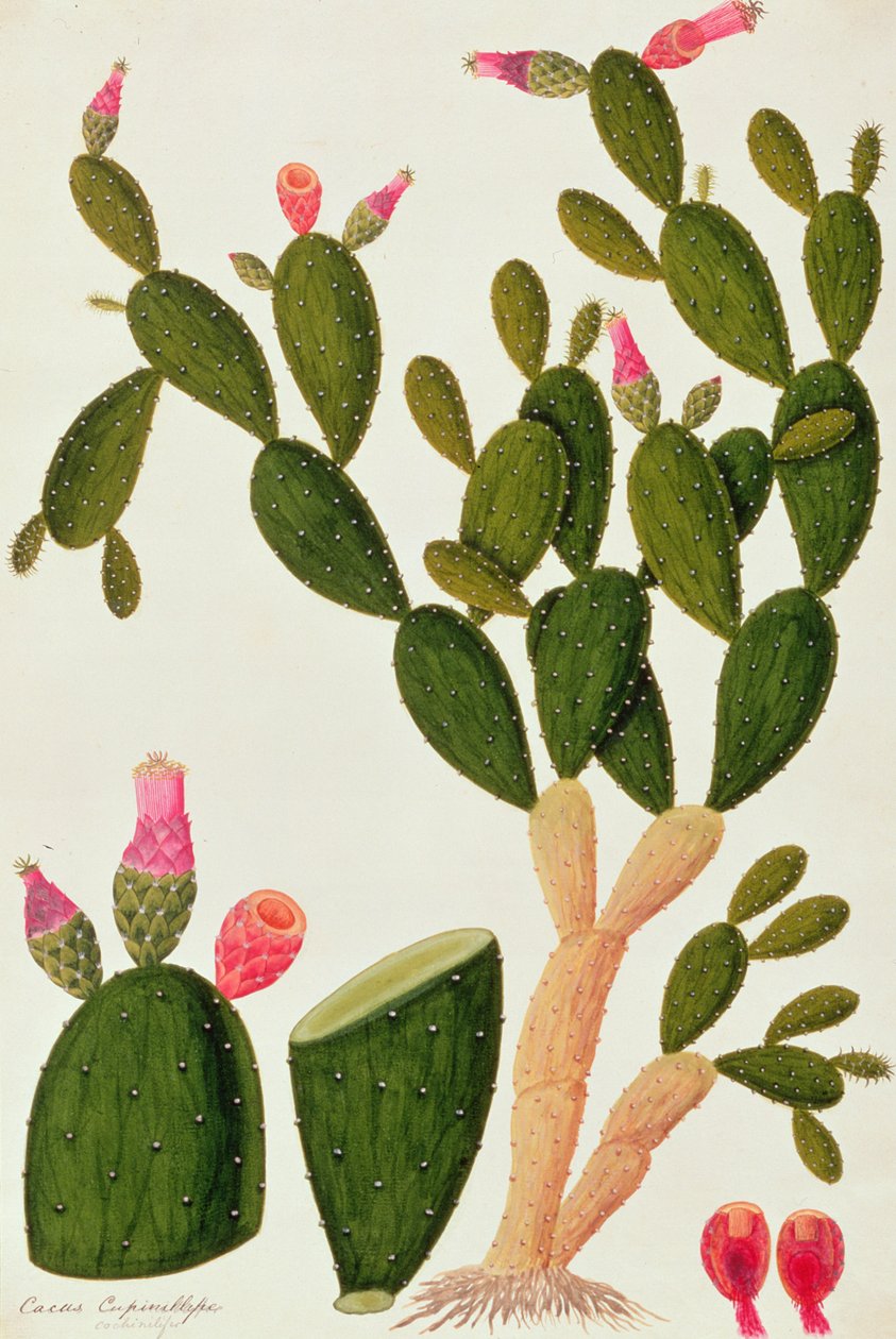 Liedah Badah, Cardasse Cochenille, de Desenhos de Plantas de Malaca, c.1805-18 (wc no papel) de Chinese School