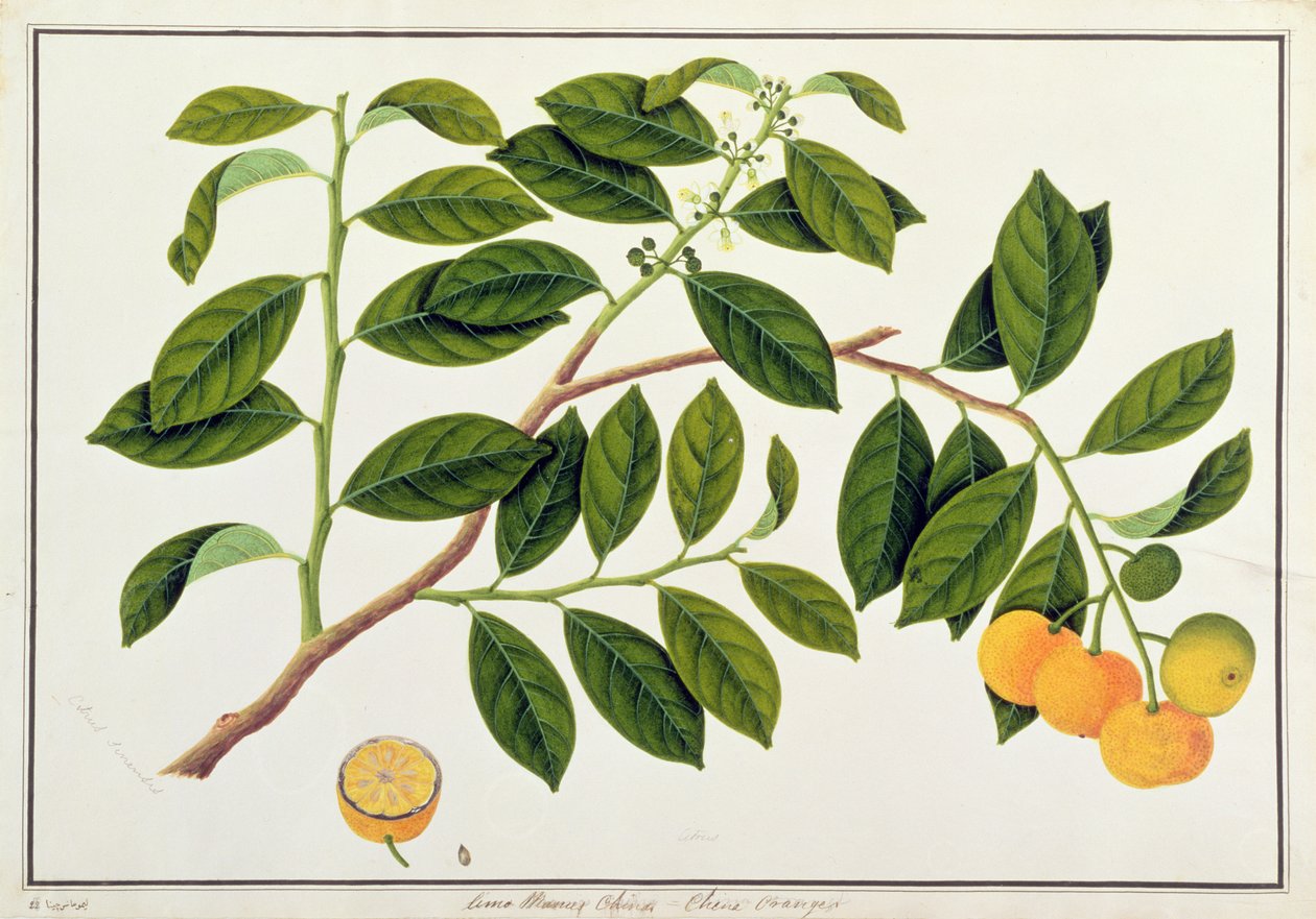 Limo Manies China ou laranjas chinesas, de desenhos de plantas de Malaca, c.1805-18 (wc no papel) de Chinese School