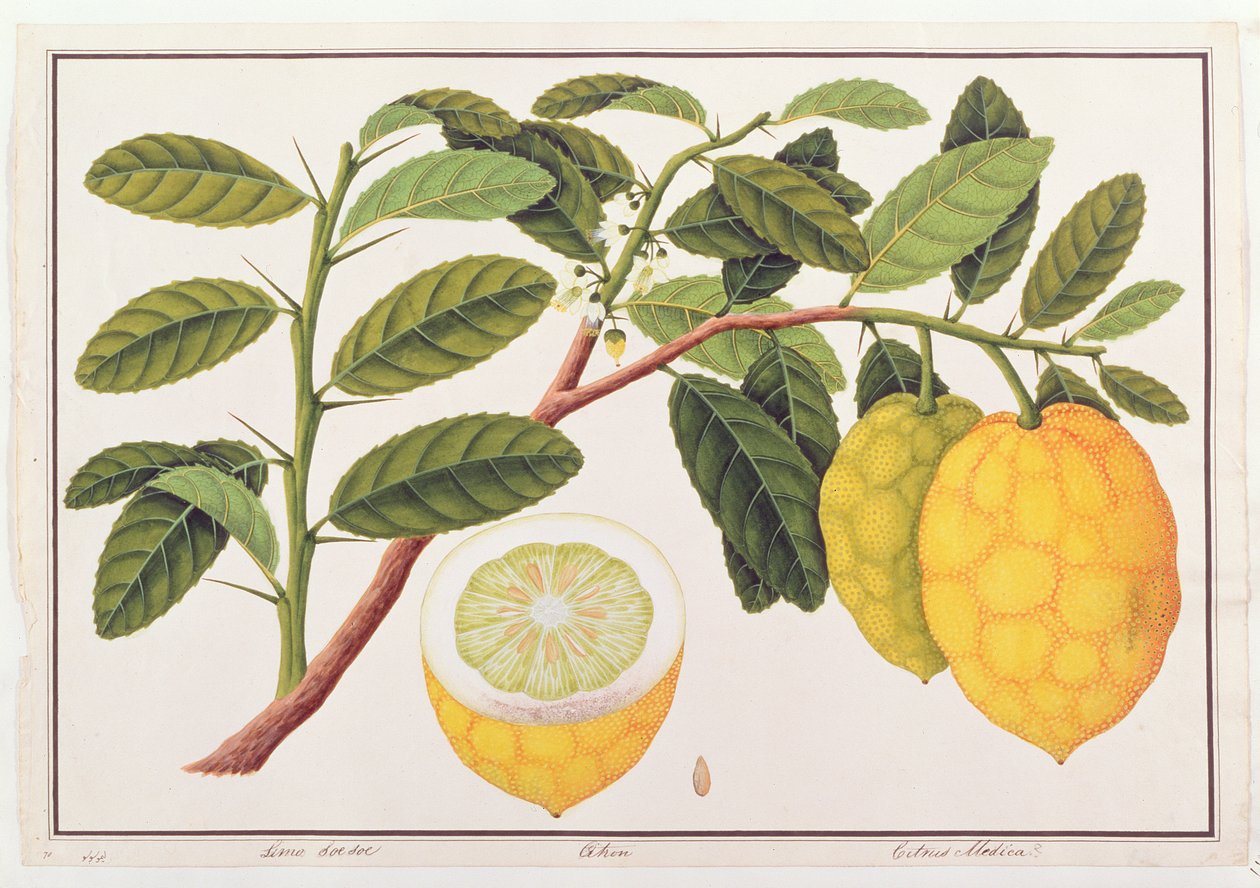 Limo Soe Sooe, Atrong ou Citrus Medica, de Desenhos de Plantas de Malaca, c.1805-18 (wc no papel) de Chinese School