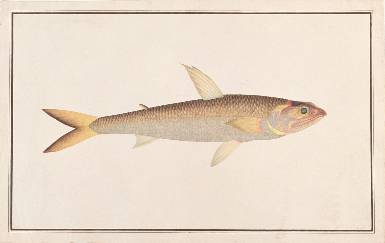 Peixe-Lizard, de Desenhos de Peixes de Malaca, c.1805-18 (wc no papel) de Chinese School