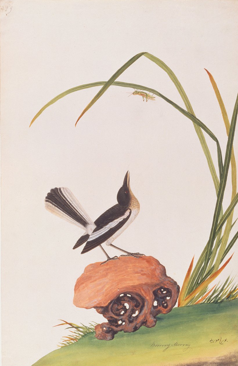 Magpie Robin, de Desenhos de Pássaros de Malaca, c.1805-18 (wc no papel) de Chinese School