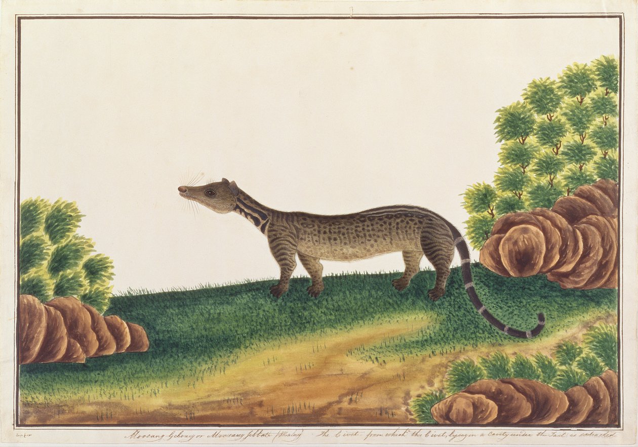Civeta Malaio, de Desenhos de Animais, Insetos e Répteis de Malaca, c.1805-18 (guache e wc sobre papel) de Chinese School