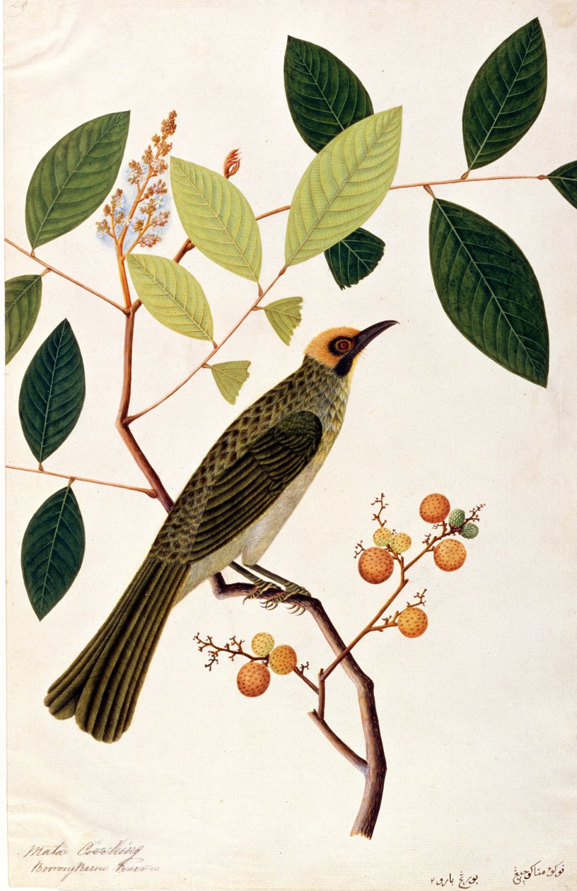 Mata Cooching, de Desenhos de Pássaros de Malaca, c.1805-18 (wc no papel) de Chinese School