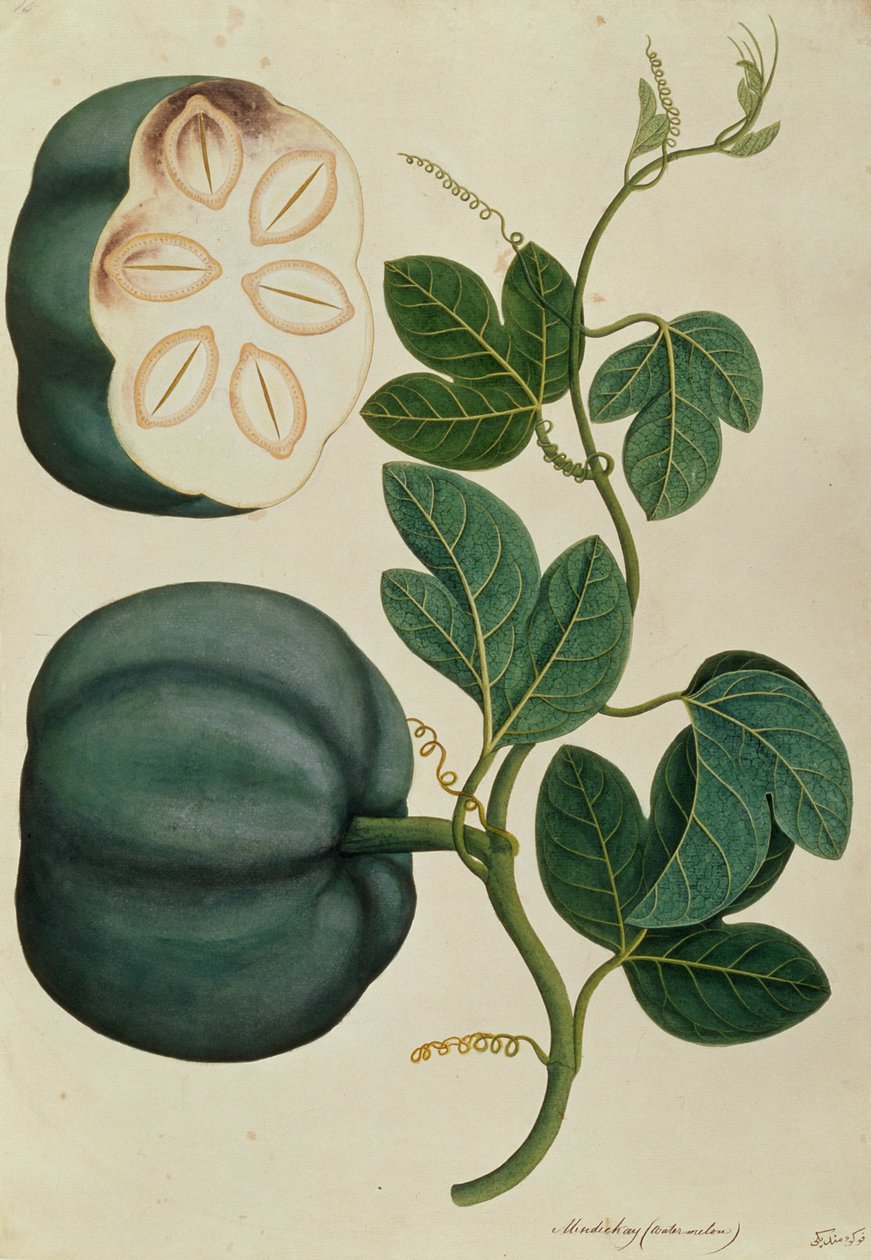 Mendickay ou Melancia, a partir de desenhos de plantas de Malaca, c.1805-18 (wc no papel) de Chinese School