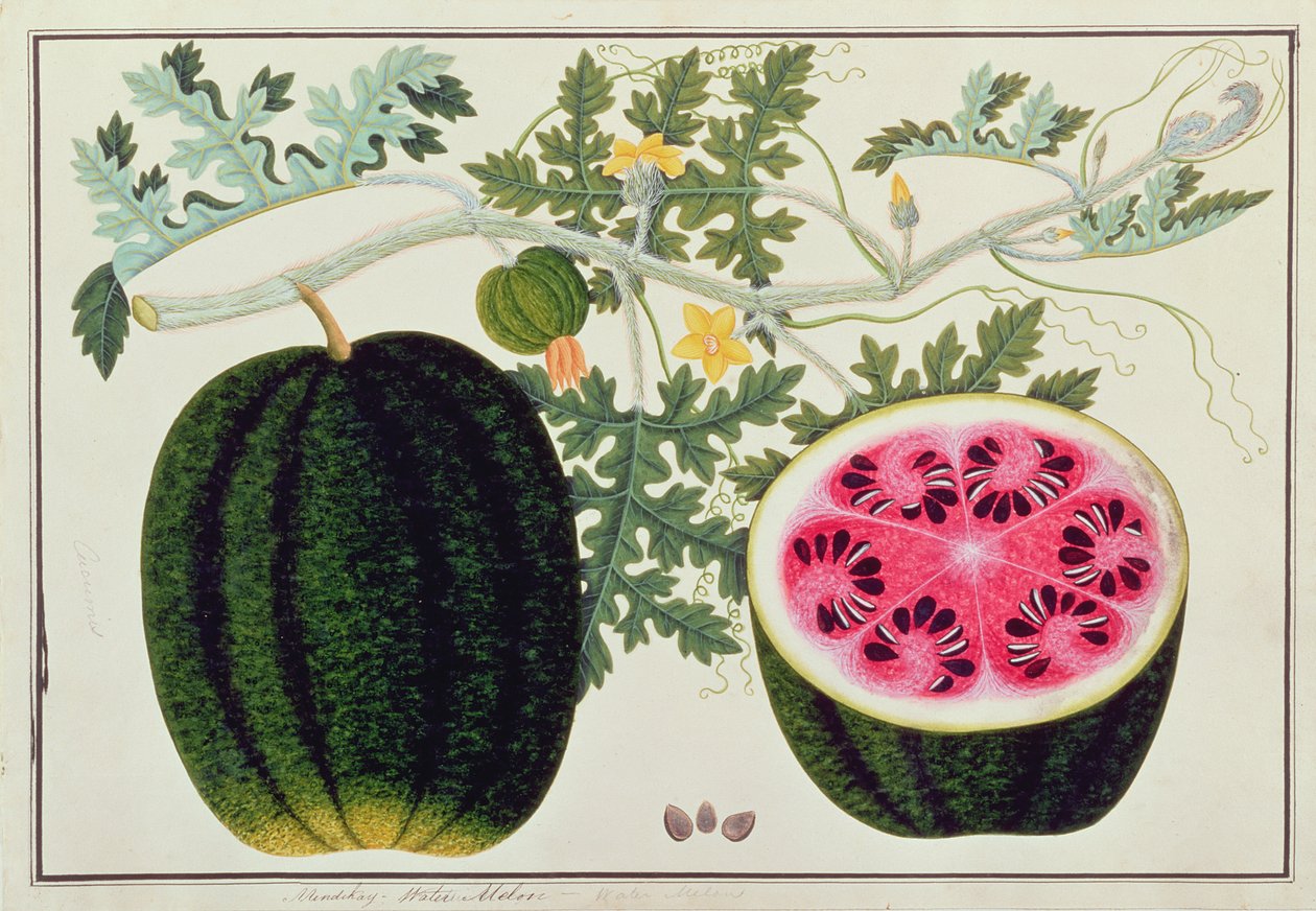 Mindikay ou Melancia, a partir de desenhos de plantas de Malaca, c.1805-18 (wc no papel) de Chinese School