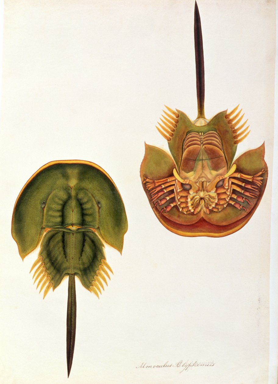 Monoculus Polyphemus, de Desenhos de Animais, Insetos e Répteis de Malaca, c.1805-18 (wc e guache sobre papel) de Chinese School