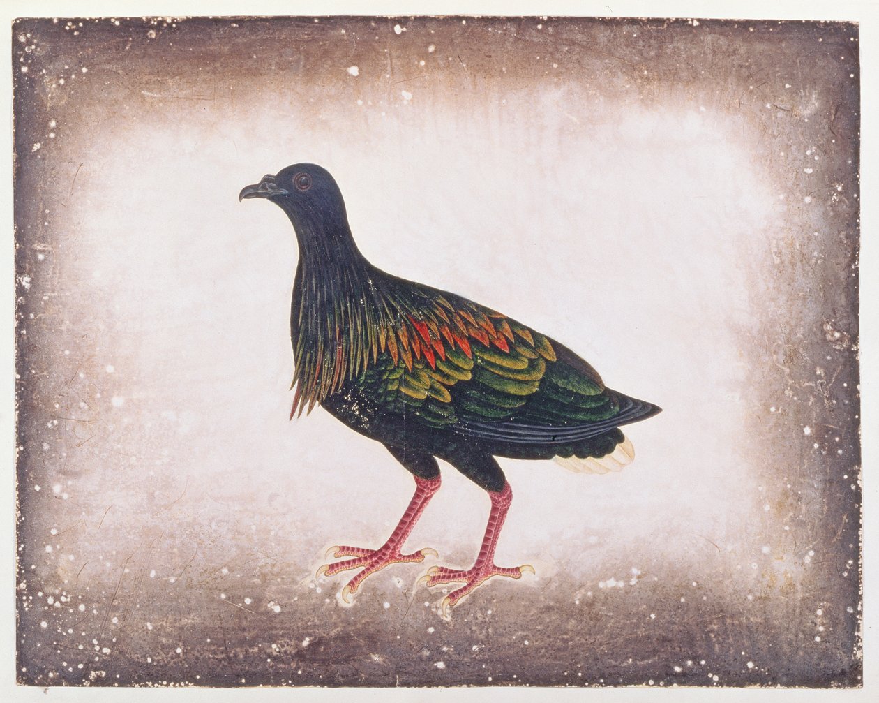Nicobar Pombo, de Desenhos de Pássaros de Malaca, c.1805-18 (wc no papel) de Chinese School