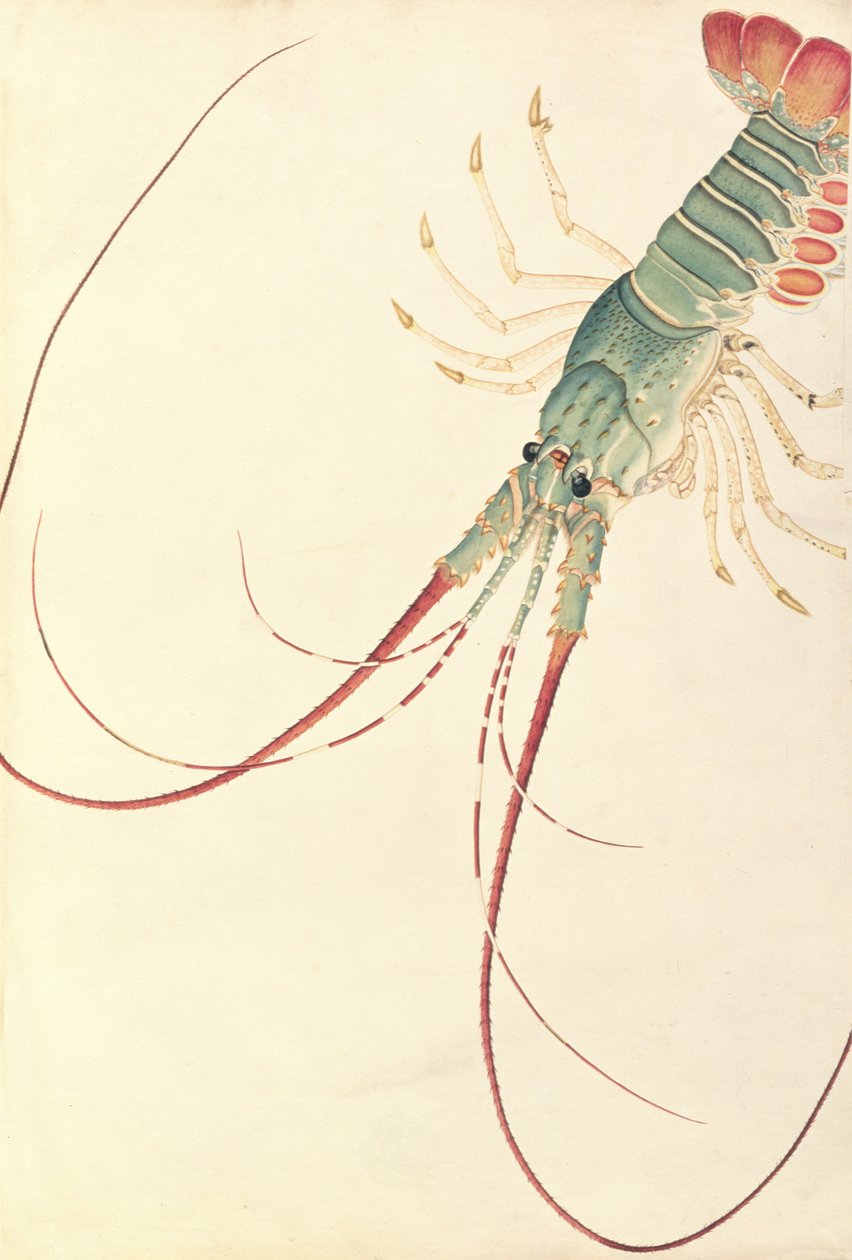 Oodang Katik la-ote, de Desenhos de Animais, Insetos e Répteis de Malaca, c.1805-18 (wc e guache sobre papel) de Chinese School