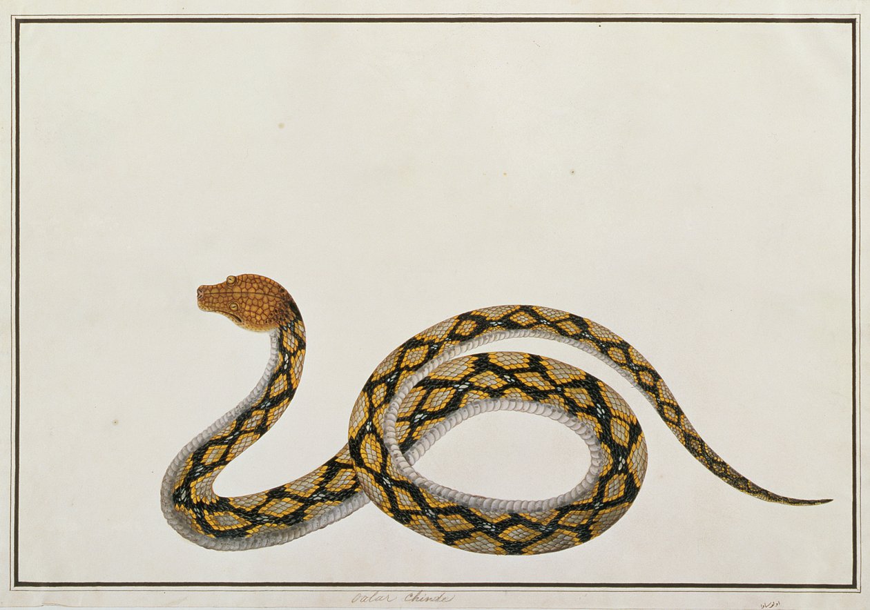 Oolur Chinde, de Desenhos de Animais, Insetos e Répteis de Malaca, c.1805-18 (guache e wc sobre papel) de Chinese School