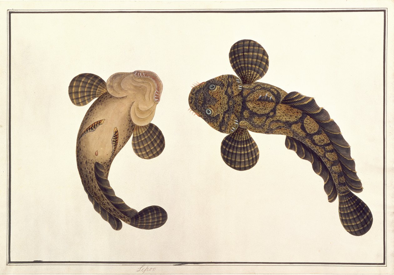 Oolur Sawa, de Desenhos de Animais, Insetos e Répteis de Malaca, c.1805-18 (wc e guache sobre papel) de Chinese School